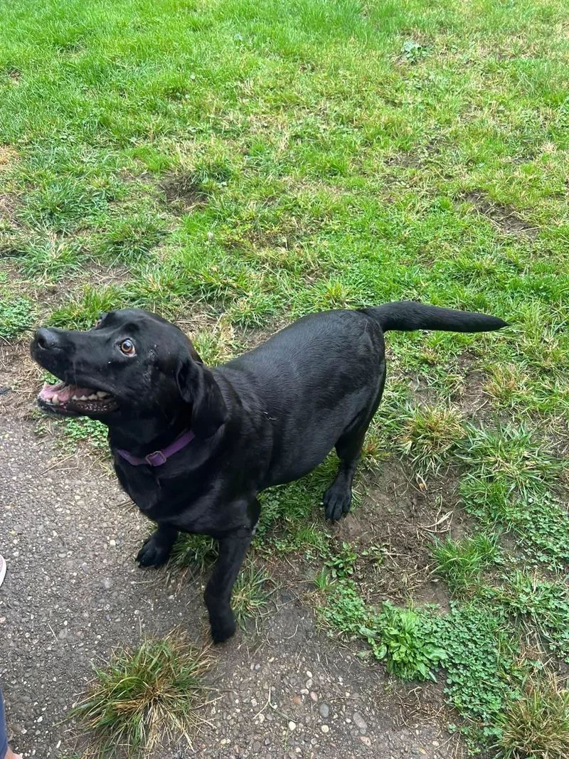 An adult large-sized female Black Labrador Retriever dog named MollyNot Accepting Applications Yet for adoption in Medina, OH