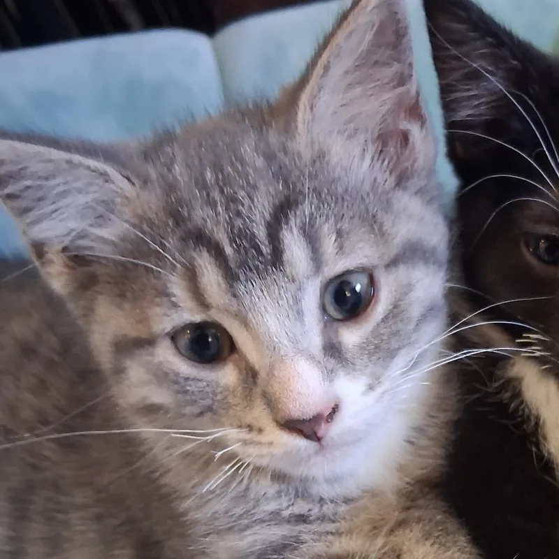 A baby small-sized female Gray / Blue / Silver Domestic Short Hair cat named Tilly for adoption in Layton, UT