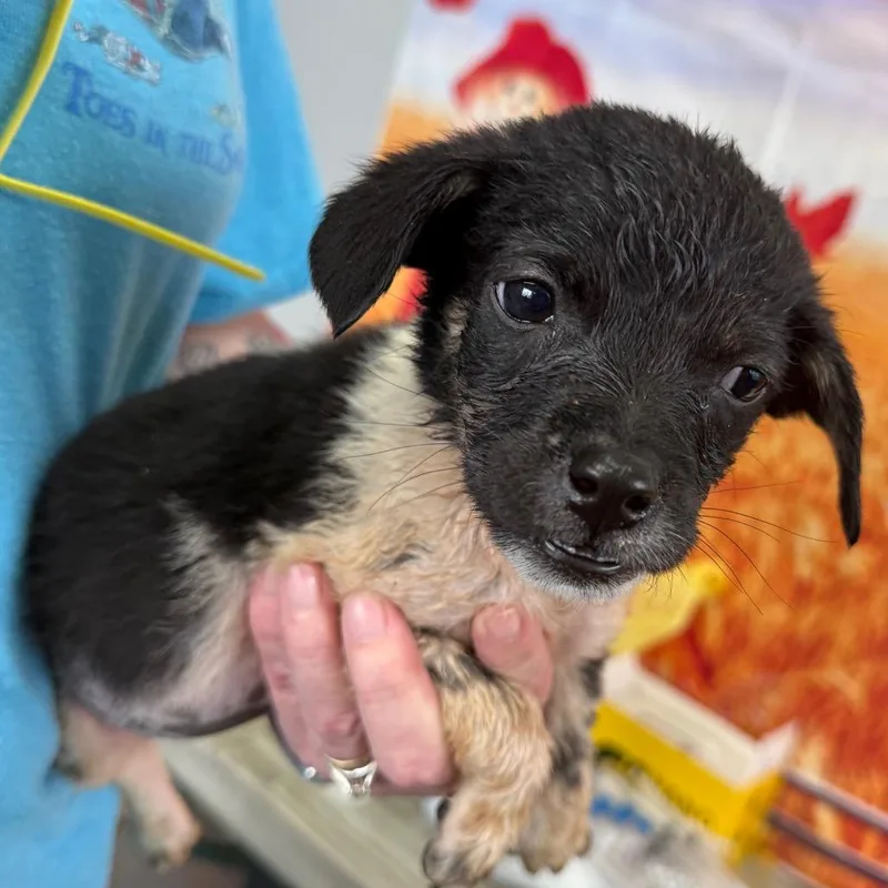 A baby small-sized female Gray / Blue / Silver Border Collie dog named Allora for adoption in Normal, IL