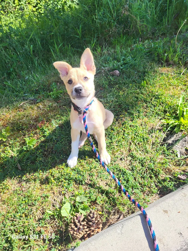A baby medium-sized female Terrier dog named Sho Jo for adoption in Bothell, WA