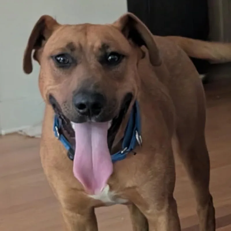 A young medium-sized male Brown / Chocolate Hound dog named Blade for adoption in Staten Island, NY