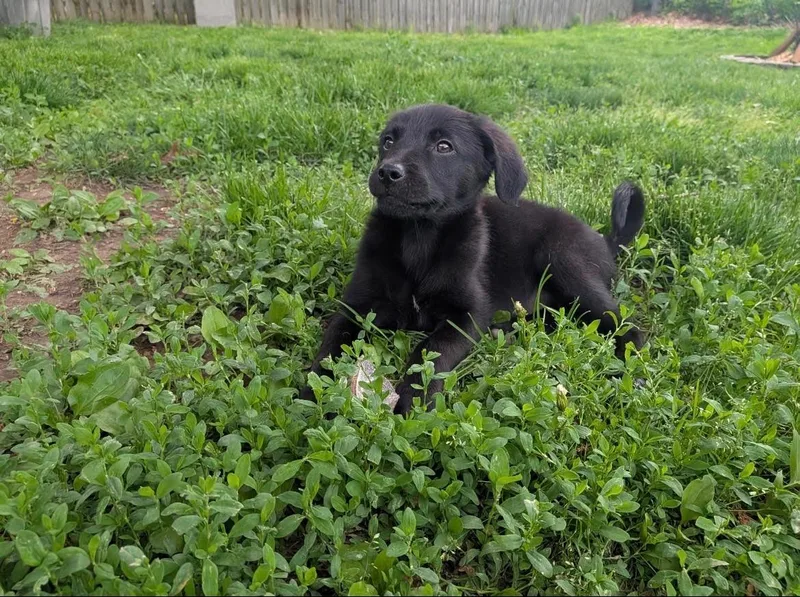 A baby medium-sized female Black Labrador Retriever dog named Maple for adoption in Herculaneum, MO