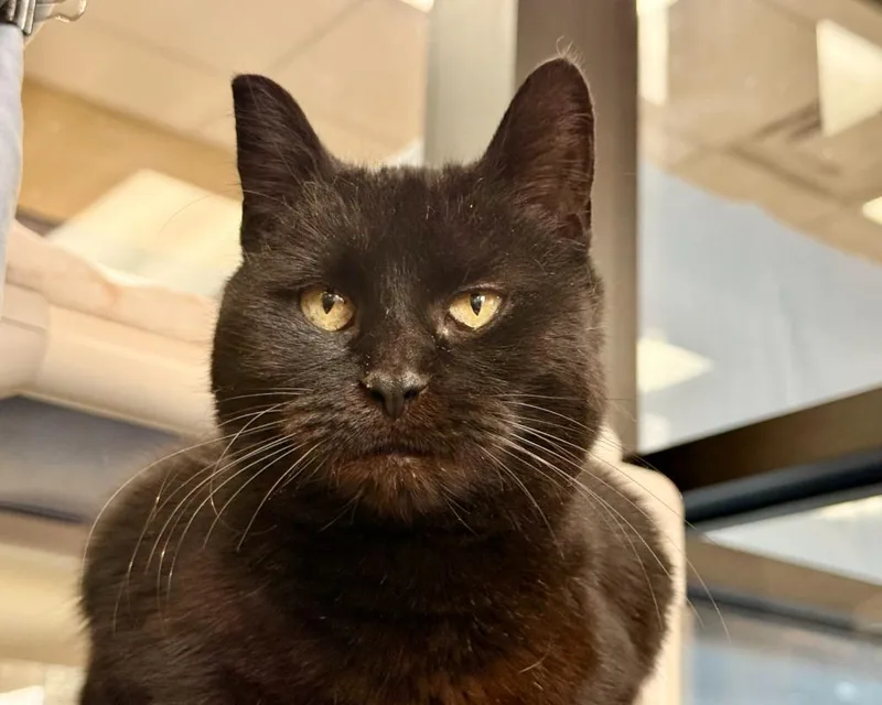 An adult medium-sized female Domestic Short Hair cat named Marry Me for adoption in Cincinnati, OH