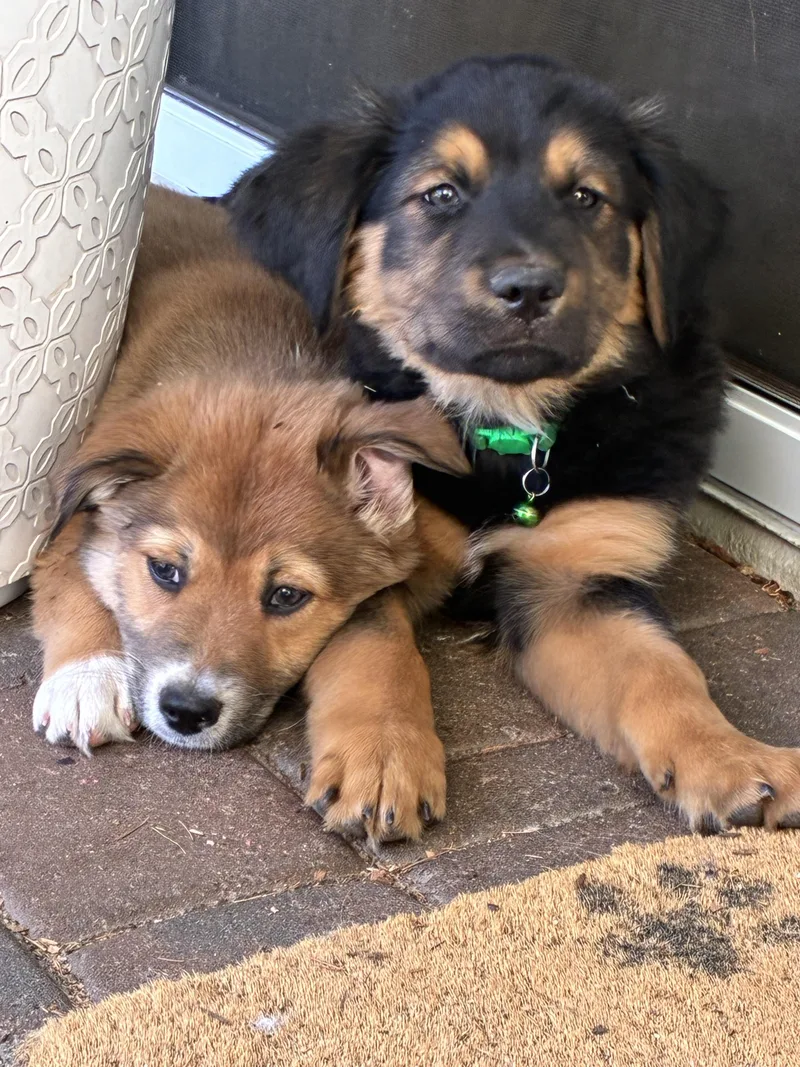A baby medium-sized male Australian Shepherd dog named Truffle for adoption in Phoenix, AZ