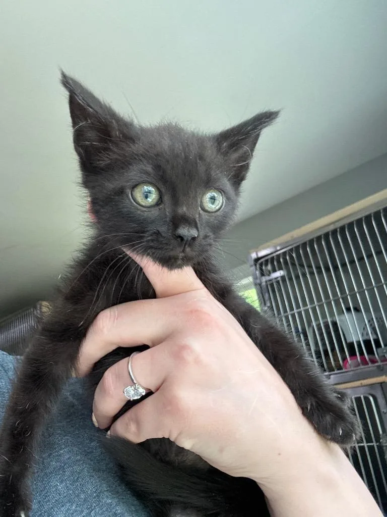 A baby medium-sized male Domestic Medium Hair cat named Alex Karev for adoption in Cumming, GA