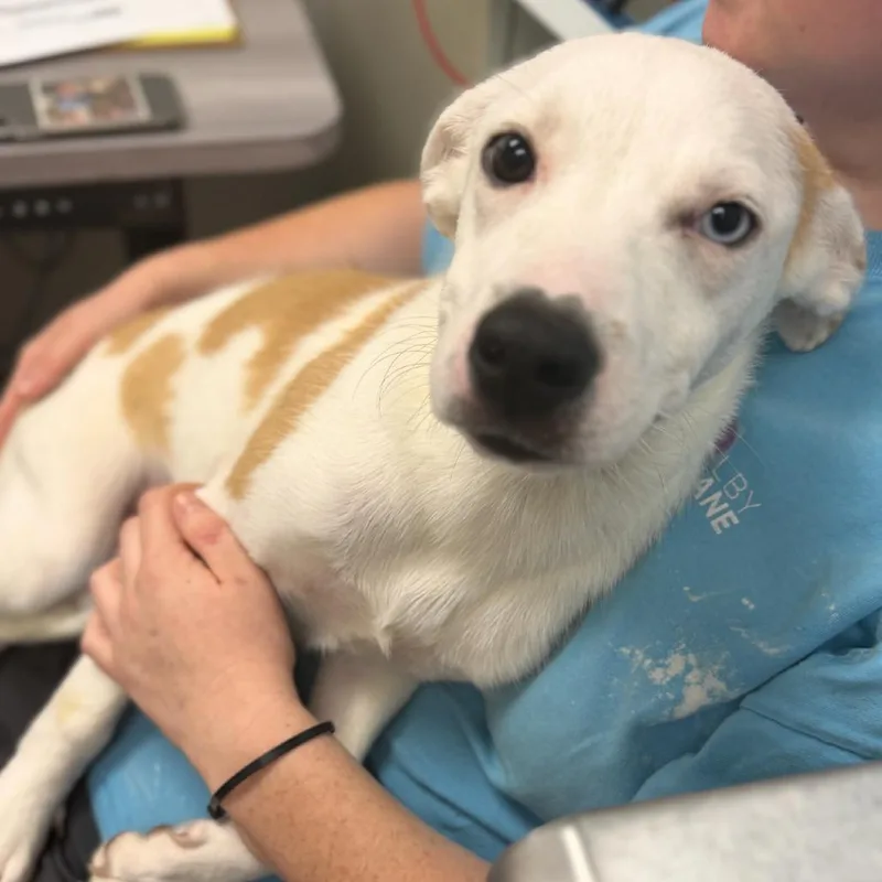A young small-sized female Yellow / Tan / Blond / Fawn Mixed Breed dog named Spot for adoption in Columbiana, AL