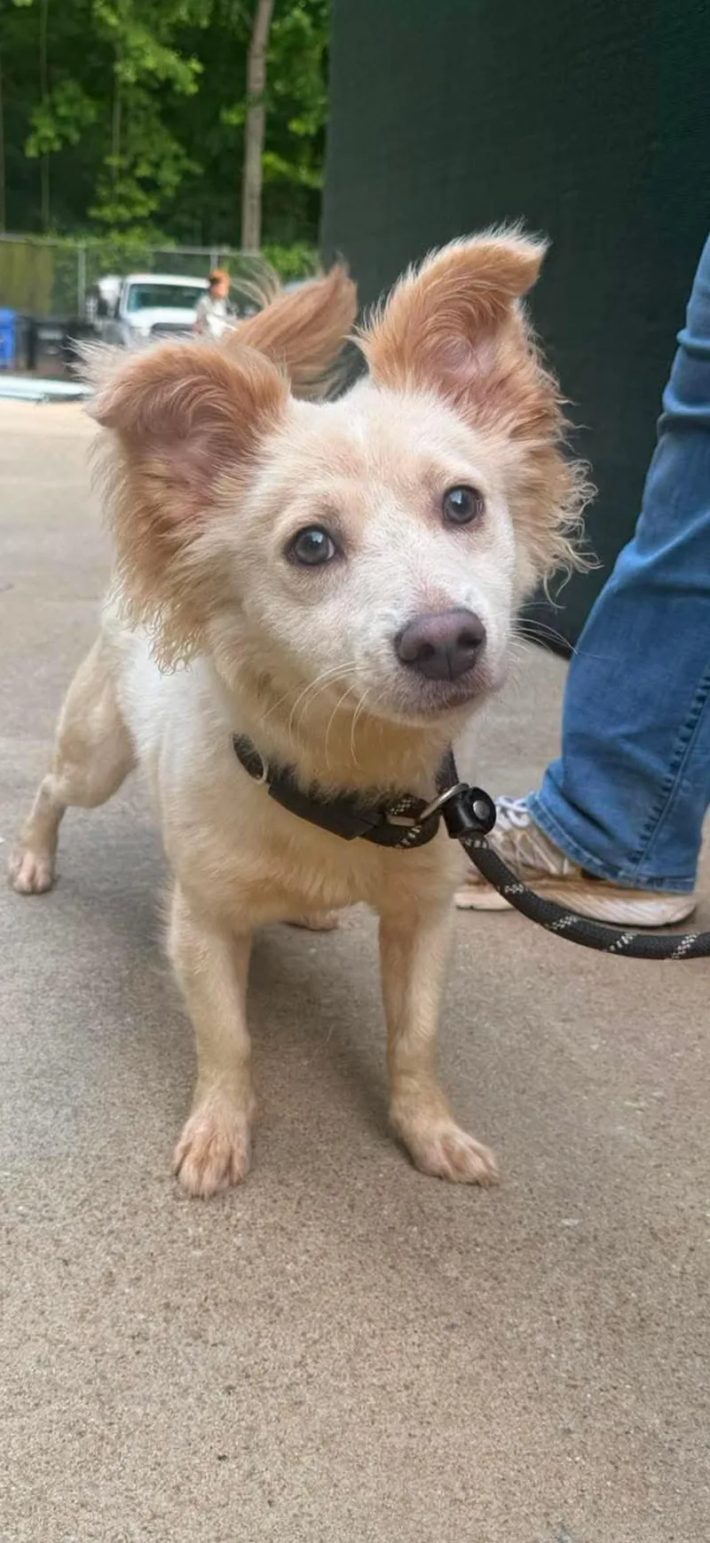 A young small-sized male Pomeranian dog named Finn for adoption in Crystal Lake, IL
