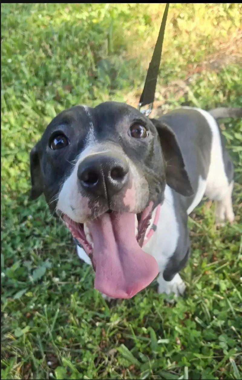 A young small-sized female Dachshund dog named Beetlejuice for adoption in Portland, OR