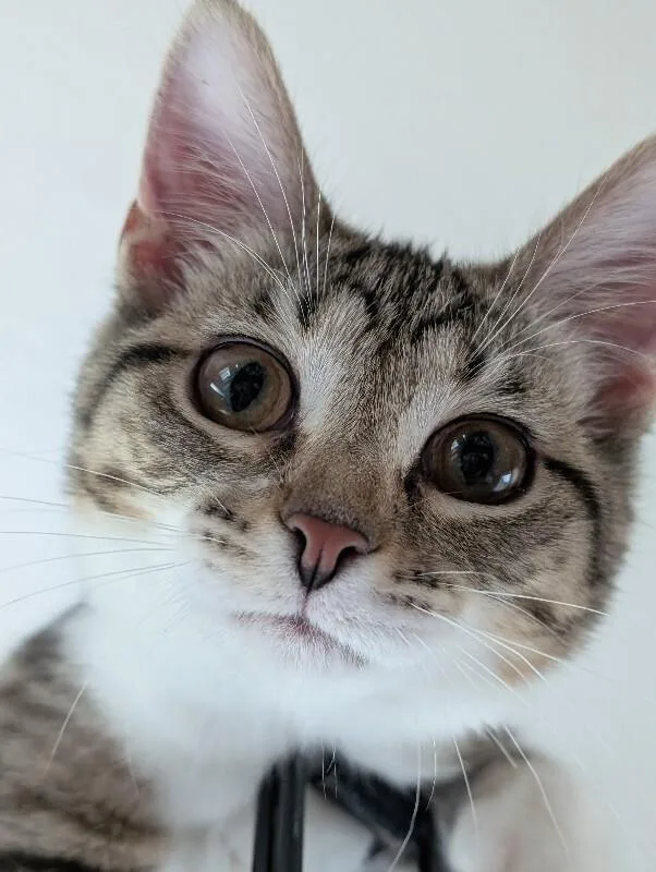 A young medium-sized female Tabby (Tiger Striped) Domestic Short Hair cat named Sasha for adoption in Adrian, MI
