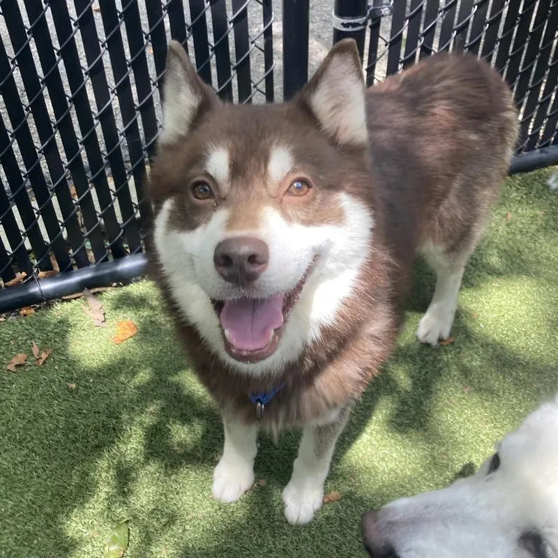 An adult medium-sized male Brown / Chocolate Siberian Husky dog named Antonio for adoption in Providence, RI