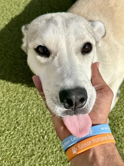 A young large-sized female White / Cream Mixed Breed dog named Plasma Ball for adoption in Wichita, KS