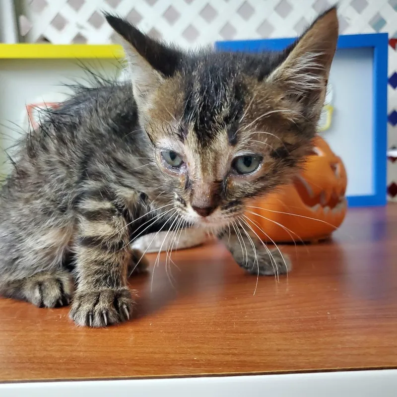 A baby small-sized male Brown / Chocolate Domestic Short Hair cat named Liam for adoption in Jefferson city, TN