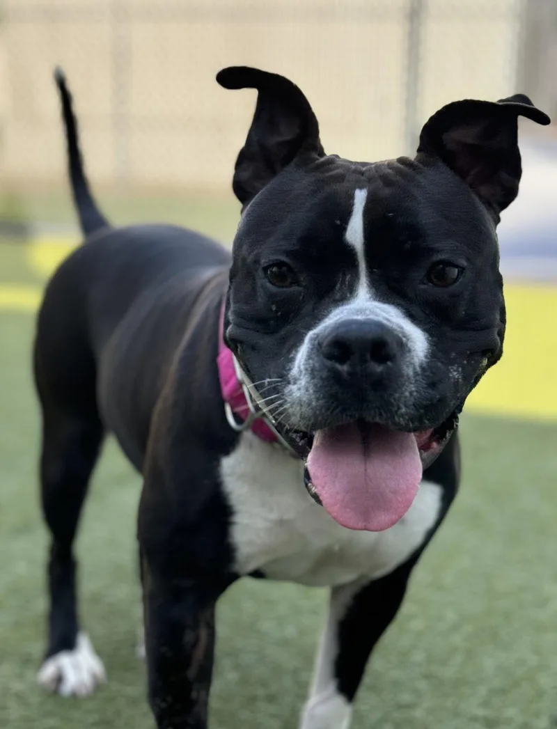 An adult large-sized female American Staffordshire Terrier dog named Junebug for adoption in Euless, TX
