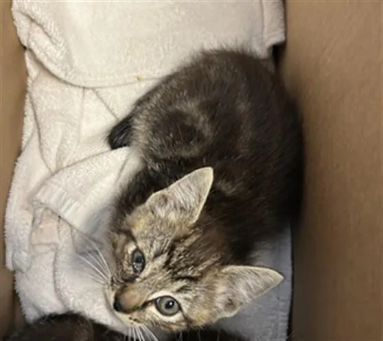 A baby small-sized male Domestic Short Hair cat named Twix for adoption in San Jose, CA