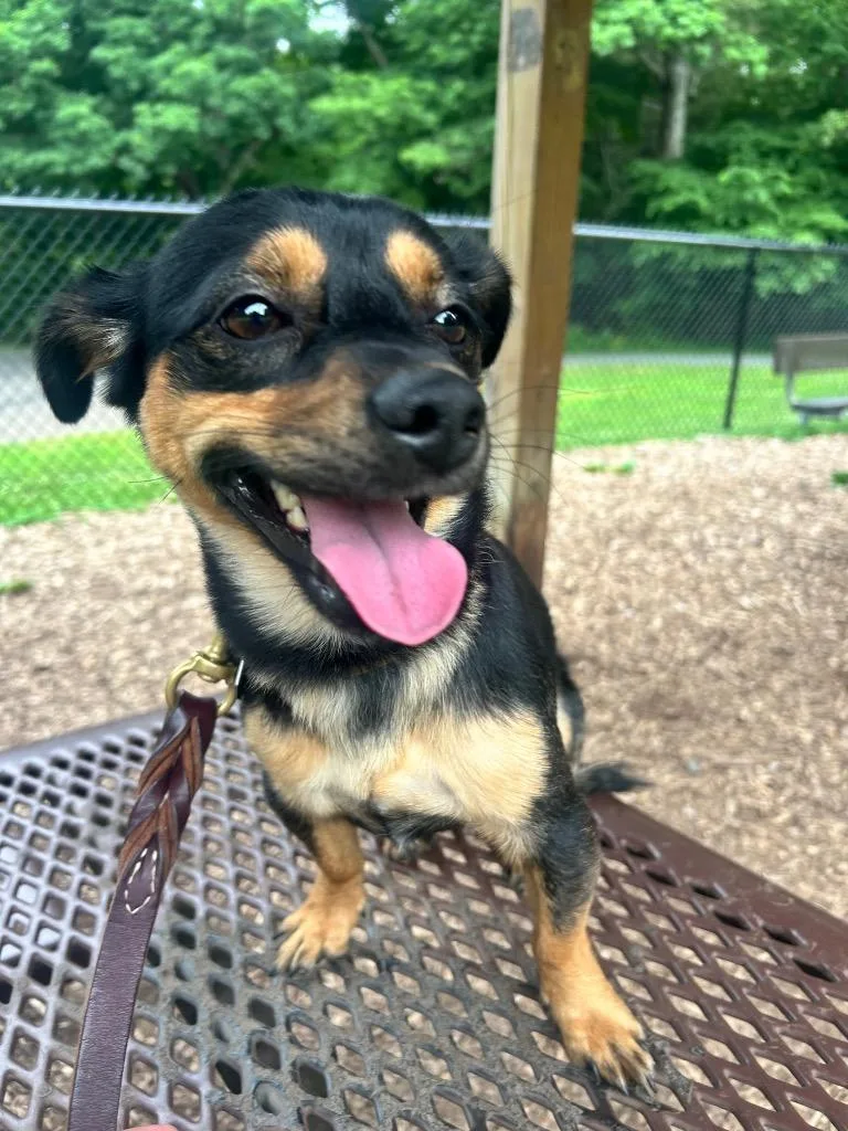 A young medium-sized male Chihuahua dog named Junior for adoption in Pomona, NY
