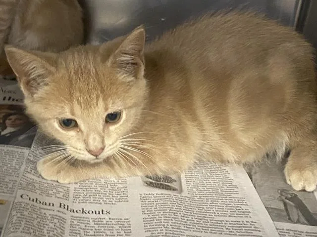 A baby small-sized male Domestic Short Hair cat named Sunkist for adoption in Charlotte, NC