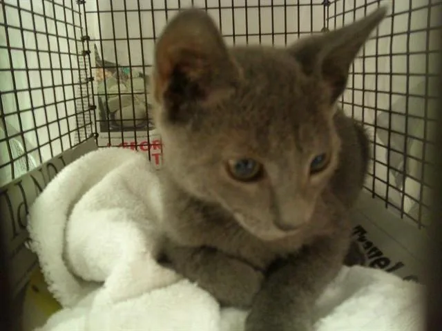 A baby medium-sized male Domestic Short Hair cat named Orchid for adoption in Fort Lauderdale, FL