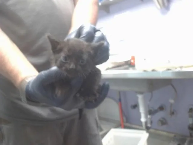 A baby small-sized female Domestic Short Hair cat named Cheerio for adoption in Albuquerque, NM