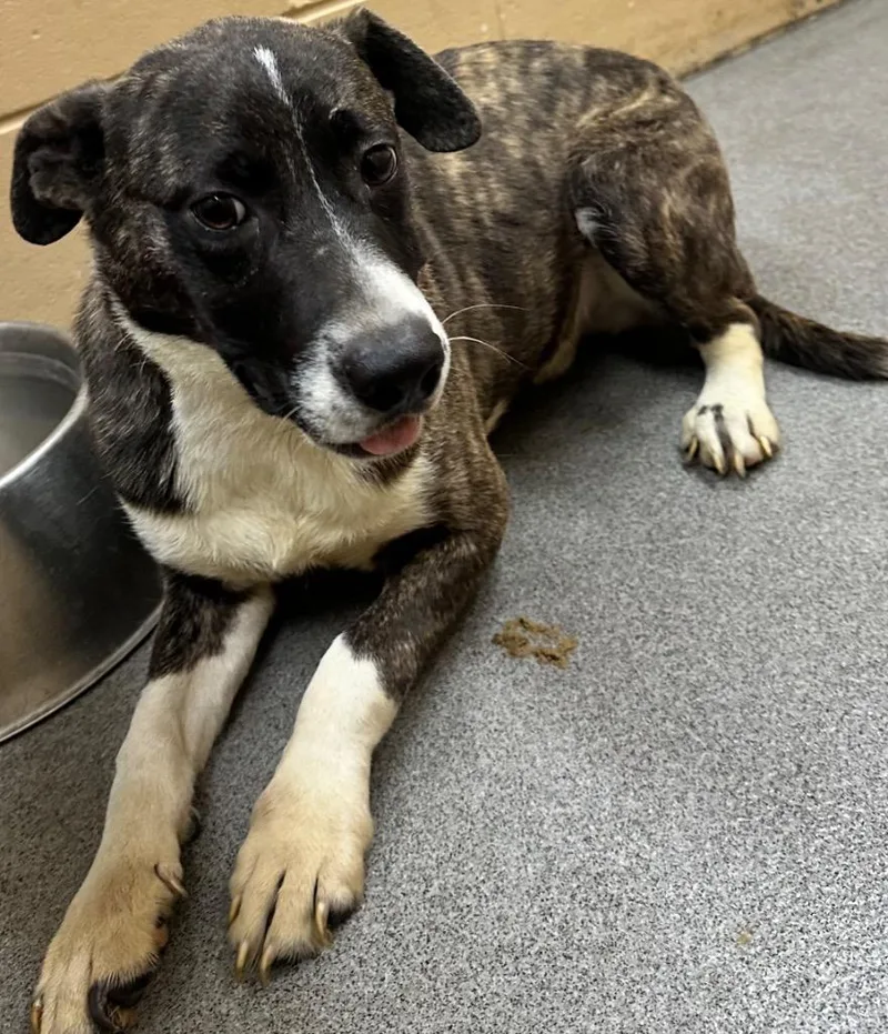 A baby medium-sized male Mixed Breed dog named Moose for adoption in Hillsdale, IN