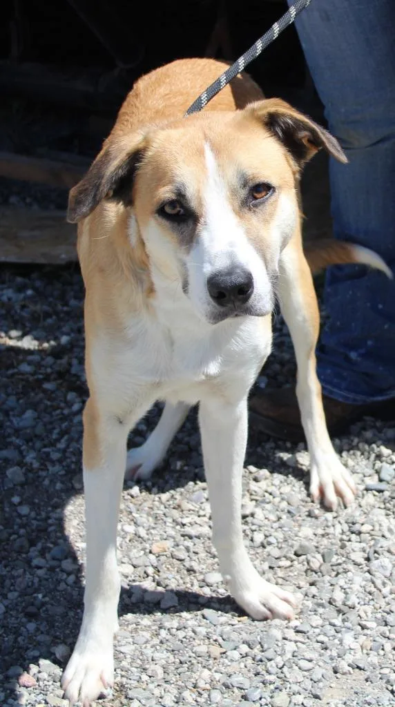 A young large-sized female Shepherd dog named Maggie for adoption in Vacaville, CA