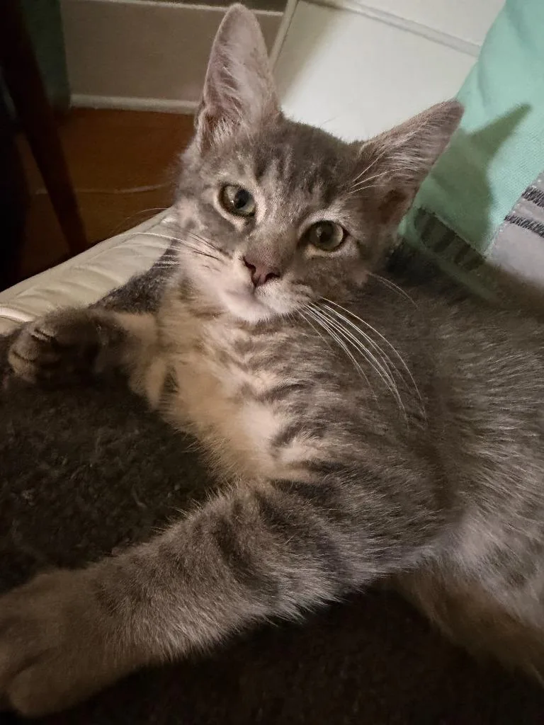 A baby small-sized male Domestic Short Hair cat named Hurricane for adoption in New Braunfels, TX