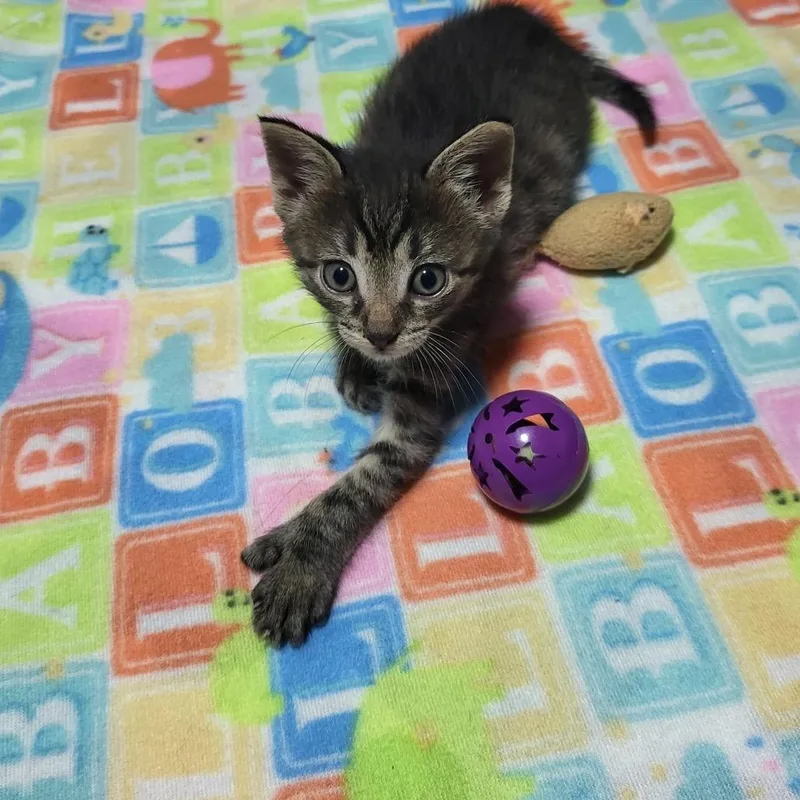 A baby small-sized male Brown / Chocolate Domestic Short Hair cat named Paddles for adoption in Miami, FL
