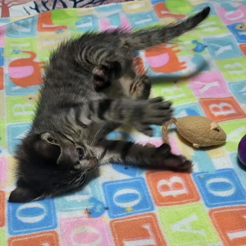 Paddles thumbnail 2