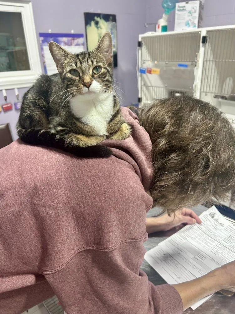 A young small-sized female Domestic Short Hair cat named Dulce for adoption in Ferndale, MI