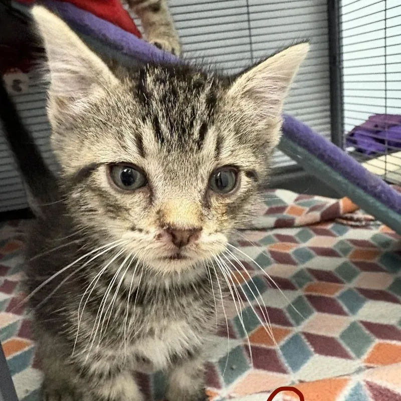 A baby small-sized male Brown / Chocolate Domestic Short Hair cat named Cosmos for adoption in Fort Smith, AR