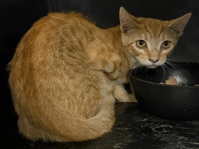 A baby small-sized male Orange / Red Domestic Short Hair cat named Scout for adoption in Woodland, CA