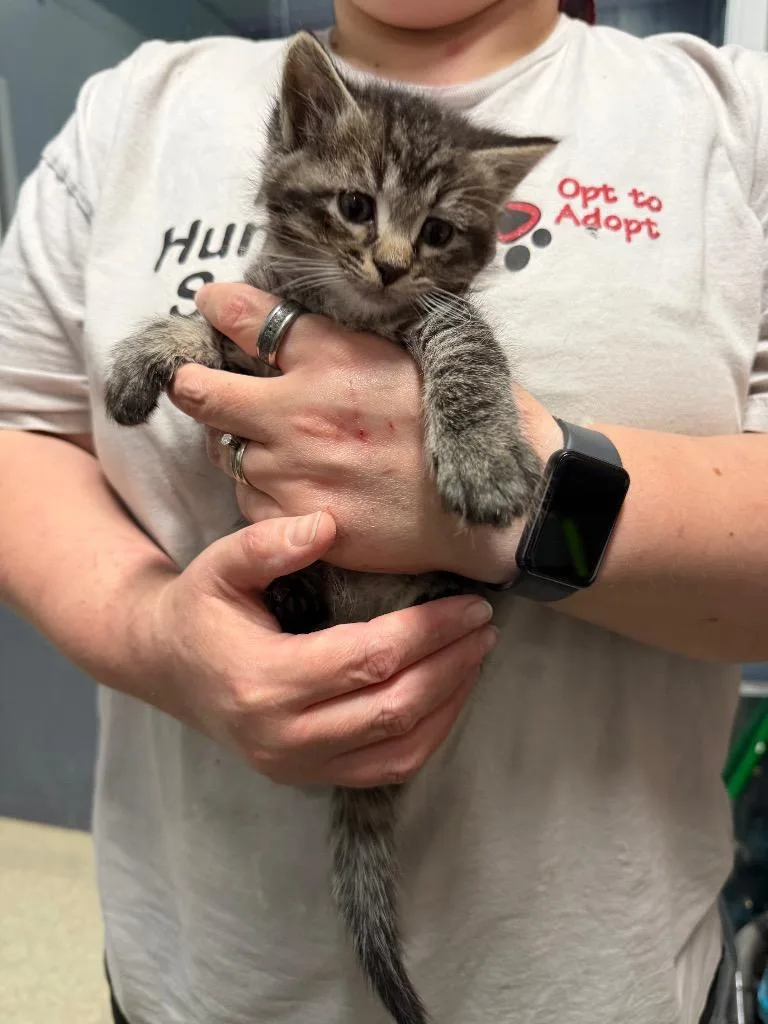 A baby small-sized male Domestic Short Hair cat named Bammy for adoption in Virginia, MN