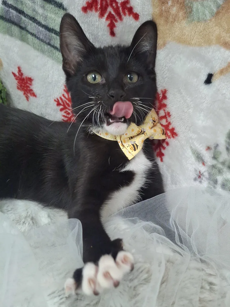 A baby small-sized male Black & White / Tuxedo Tuxedo cat named Bumble for adoption in Yorba Linda, CA