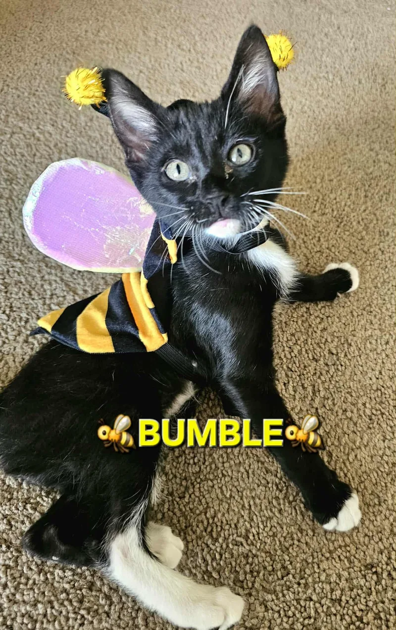 Bumble thumbnail 4
