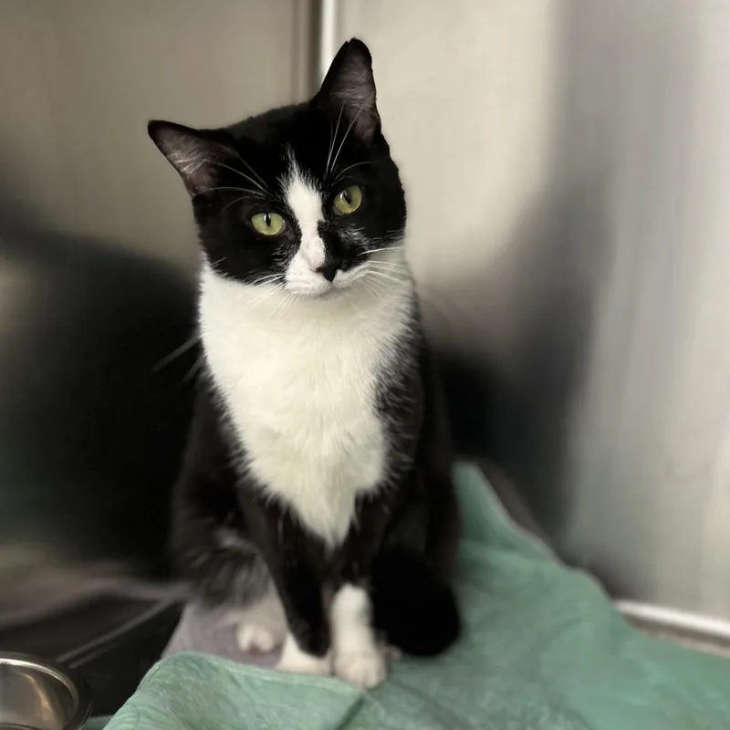 An adult medium-sized female Black & White / Tuxedo Domestic Short Hair cat named Skylar for adoption in Norwalk, CT