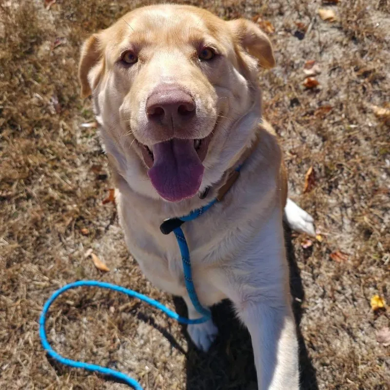 An adult large-sized female Labrador Retriever dog named Pearl for adoption in Conway, NH