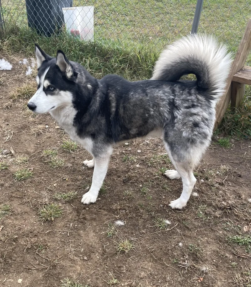 An adult large-sized male Black Husky dog named Grey for adoption in Mishawaka, IN
