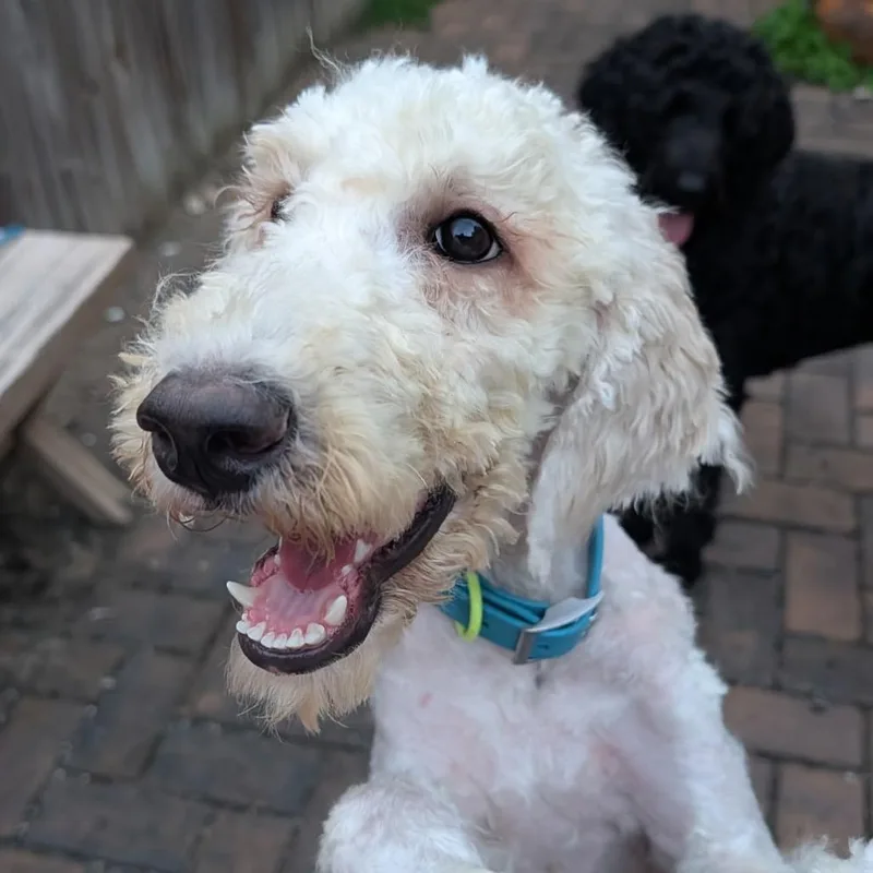 A young medium-sized female White / Cream Poodle dog named Jasmine for adoption in Arlington, VA