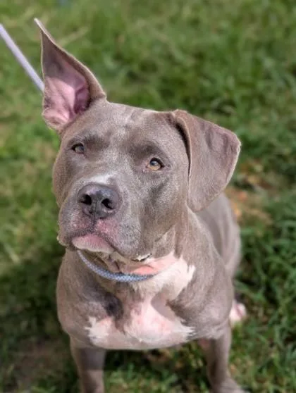 An adult large-sized female Pit Bull Terrier dog named Daisy for adoption in Gulfport, MS