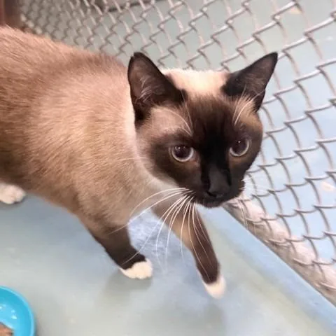 An adult large-sized female Snowshoe cat named Queenie for adoption in Ogdensburg, NY