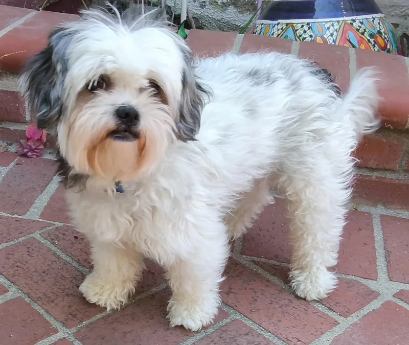 A young small-sized female Shih Tzu dog named Spice for adoption in Los Angeles, CA