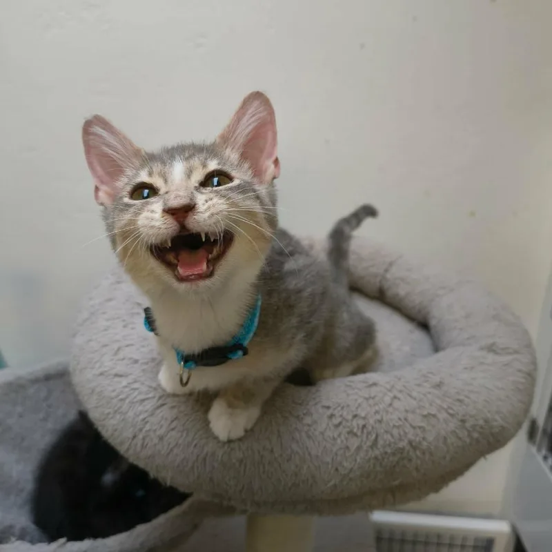 A baby small-sized male Gray / Blue / Silver Domestic Short Hair cat named Riley for adoption in Las Cruces, NM