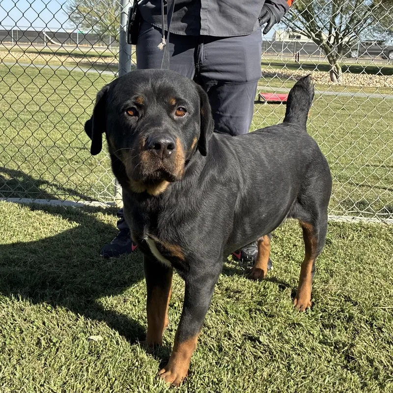 An adult large-sized female Rottweiler dog named Maryellen for adoption in Delano, CA