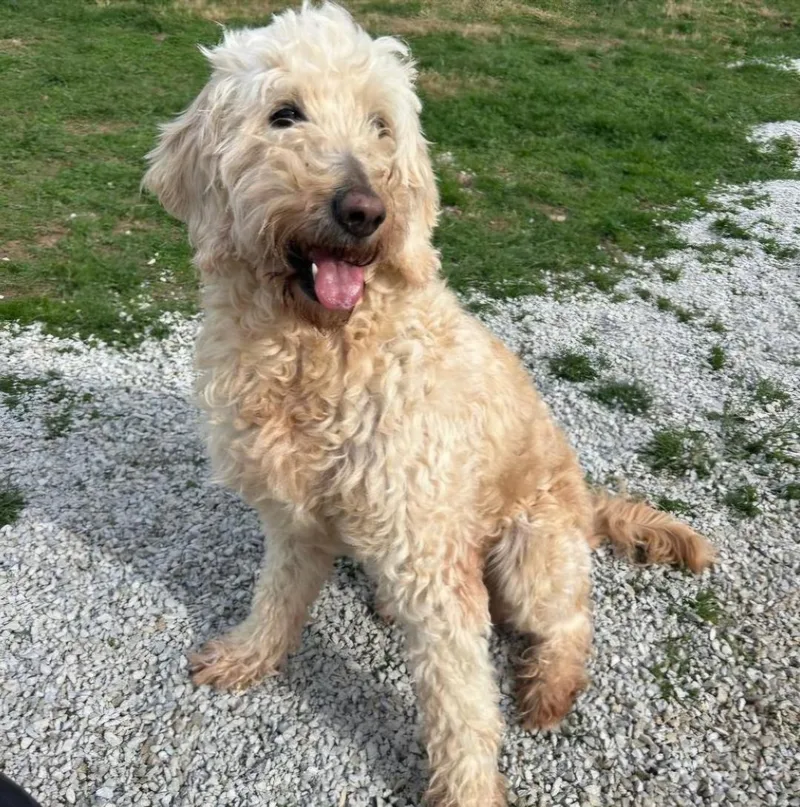 Nova