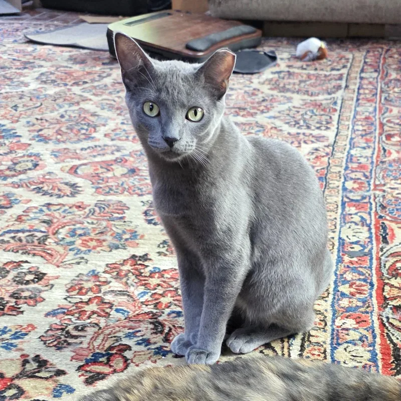 A baby medium-sized male Gray / Blue / Silver Russian Blue cat named Party for adoption in Lombard, IL