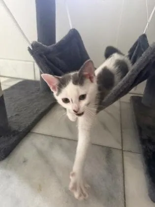 A baby small-sized female Black & White / Tuxedo Domestic Short Hair cat named Domino for adoption in Annapolis, MD