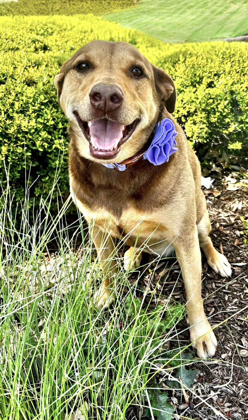 An adult large-sized female Shepherd dog named Daisy for adoption in Southaven, MS