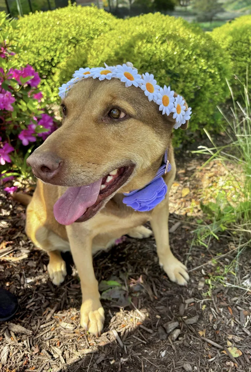 Daisy thumbnail 3