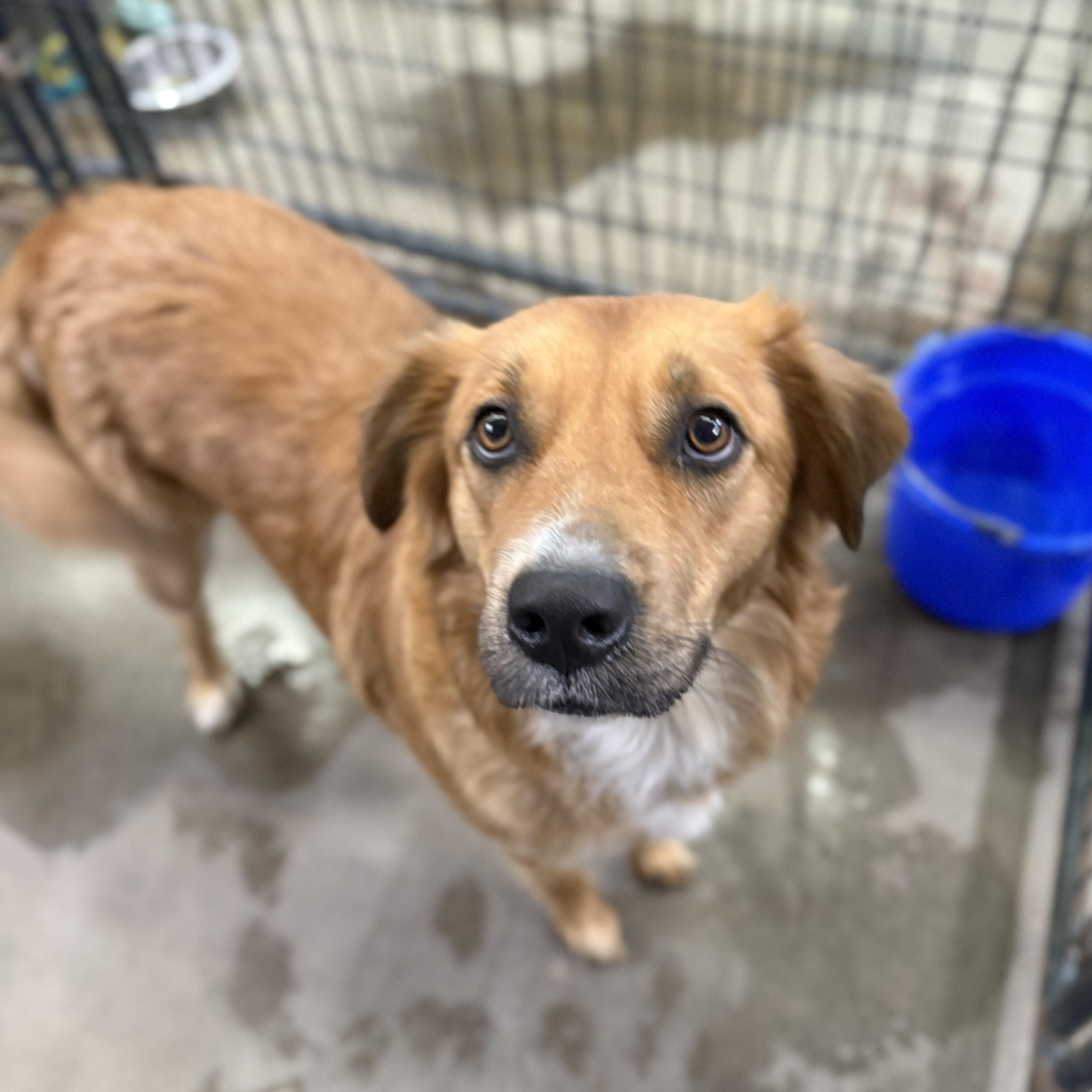 An adult medium-sized female Golden Retriever dog named Aruba for adoption in Columbia, SC