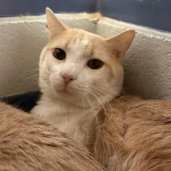 An adult medium-sized male Orange / Red Domestic Short Hair cat named Toast And Jalapeno for adoption in Pittsburgh, PA