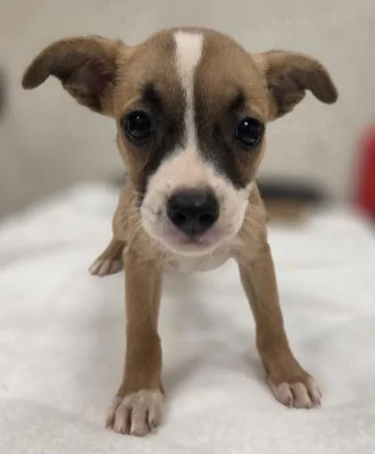 A baby small-sized female Terrier dog named Sabrina for adoption in Honolulu, HI